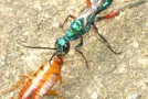 A Parasitic Wasp that Injects Its Venom Into a Cockroach’s Brain in Order to Control It