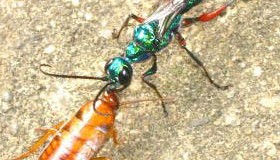 A Parasitic Wasp that Injects Its Venom Into a Cockroach’s Brain in Order to Control It