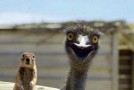 Ostriches Don’t Hide Their Heads in the Sand