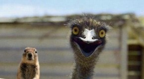 Ostriches Don’t Hide Their Heads in the Sand