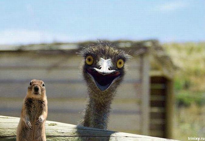 Happy_Ostrich_is_Happy.jpg