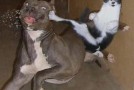 Cats Aren’t Afraid of Bears