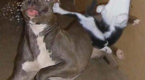 Cats Aren’t Afraid of Bears