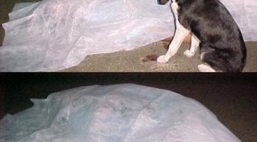 That Dogs Really are Man’s Best Friend