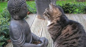 The Swastika in Buddhism Represents Universal Harmony