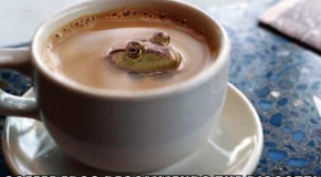 A Coffee “Bean” is Not Actually a Bean