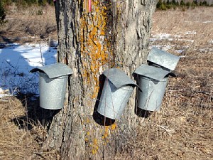maple syrup trees