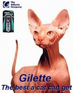 Gilette, the best a cat can get