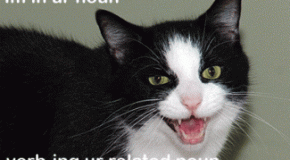The Origin of the LOLCat Meme