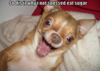 Sugar Rush Doggie