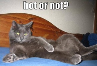 Hot or Not Kitty