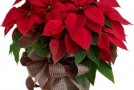 Poinsettias Are Not Poisonous