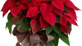 Poinsettias Are Not Poisonous
