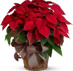 Poinsettia