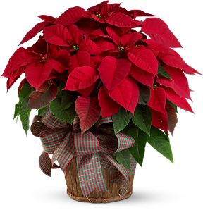 Poinsettias Are Not Poisonous