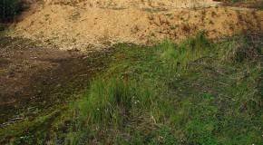 How to Survive Being Trapped in Quicksand