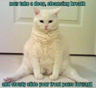 yoga kitty