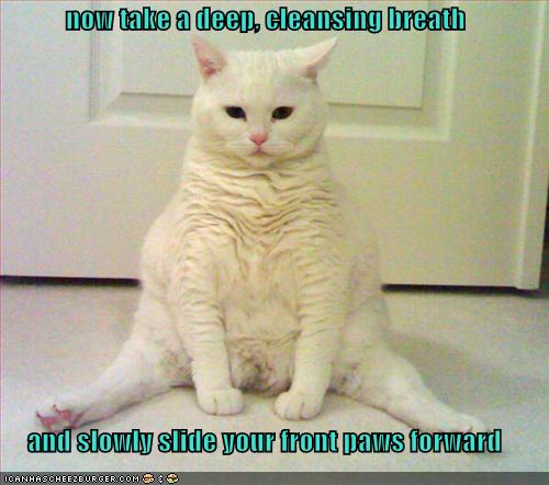 funny-pictures-cat-gives-you-instructions-on-yoga.jpg