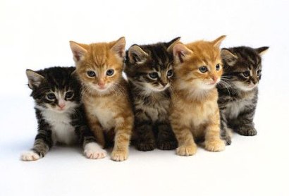 What is a group of kittens called?