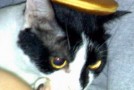 A Group of Cats is Called a ‘Clowder’