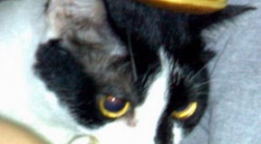 A Group of Cats is Called a ‘Clowder’