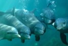 Dolphins Don’t Breathe Automatically