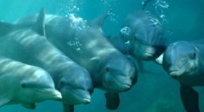 Dolphins Don’t Breathe Automatically