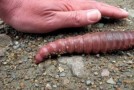 South African Earthworms Can Grow as Large as 22 Feet Long