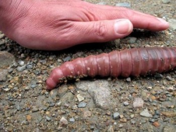 Giant Earthworm