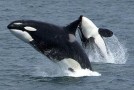Killer Whales Are Actually Dolphins