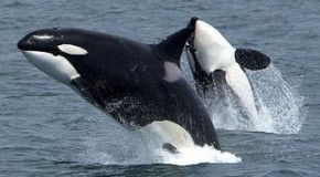 Killer Whales Are Actually Dolphins