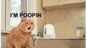 Why Poop Is Brown