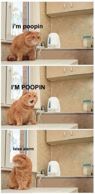 pooping