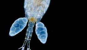 The World’s Strongest Animal is the Copepod