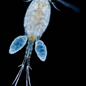 copepod