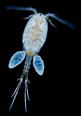 copepod