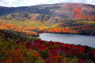 Maine Forest