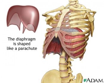 Thoracic Diaphragm