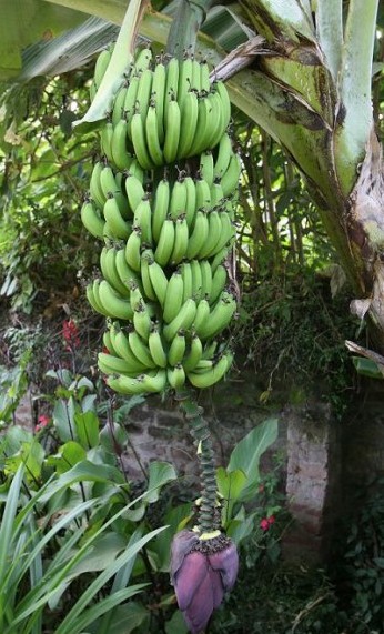 Bananas Plants