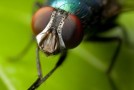 How Flies Land on the Ceiling