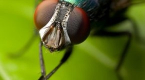 How Flies Land on the Ceiling