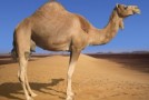 Camels’ Humps Are Not Filled With Water