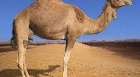 Camels’ Humps Are Not Filled With Water