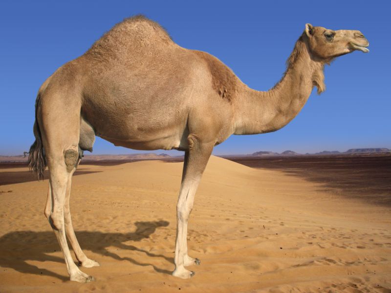 Image result for a camel