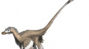 Everything I Thought I Knew About Velociraptors Was a Lie