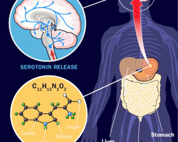 trytophan in the body