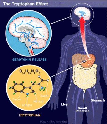tryptophan turkey after sleep sleepy does serotonin drowsy eat makes effects body thing gif 2010 inducing amino benefits acids found
