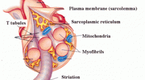 What Causes Muscle Soreness After Exercising (Note: It’s Not Lactic Acid)