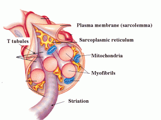 Muscle Cell