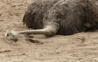Ostriches Don’t Hide Their Heads in the Sand